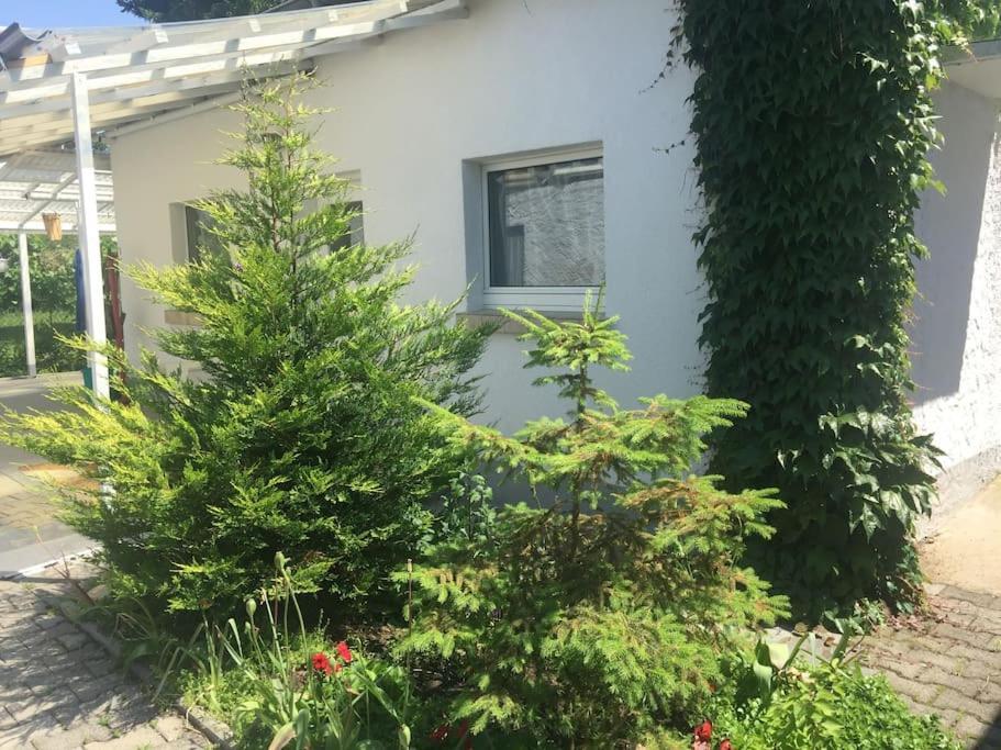 Kleines Haeuschen Am Garten In Darmstadt Exterior photo